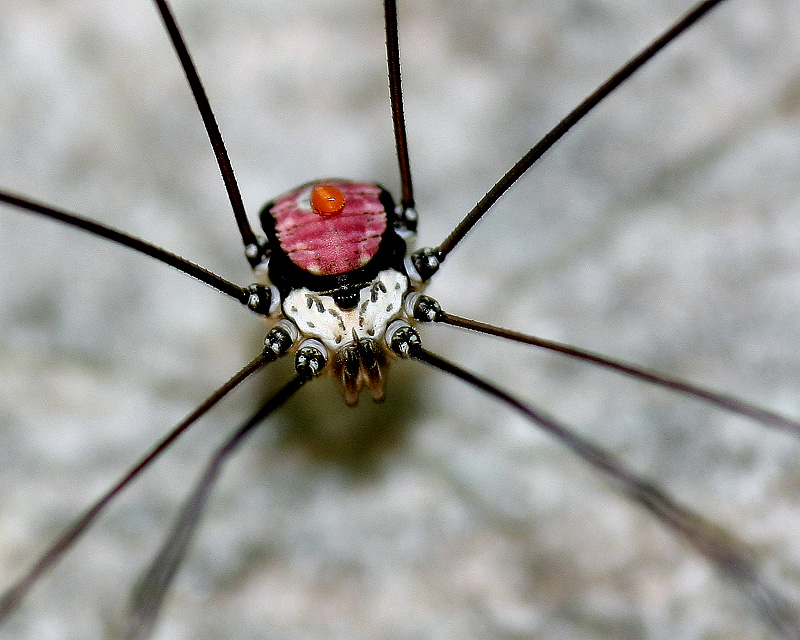 Leiobunum roseum C. L. Koch, 1839 - Sclerosomatidae